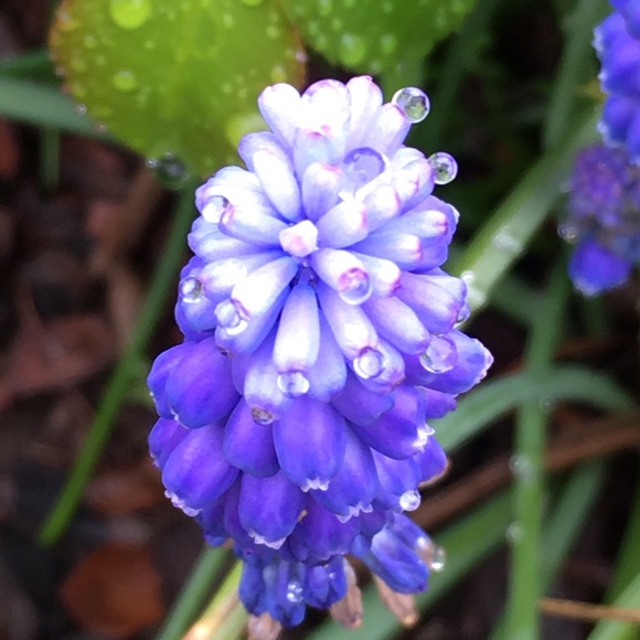 Meet your Posher, Jake - Picture 1 of 1